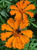 Marigold Lucys Starburst 3 scaled 1
