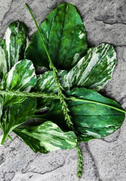 Plantain Variegata 1 scaled 1