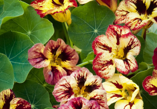 Nasturtium Bloody Mary 1