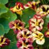 Nasturtium Bloody Mary 1