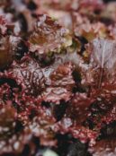 Lettuce Copacabana 2 scaled 1