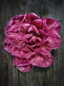 Chicory Rose of Venice LAH 2024 web_DSF2536 scaled 1