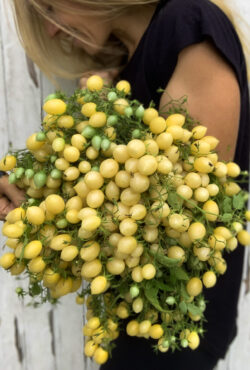 Tomato Crazy Cherry 2