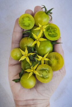 Tomato Green Doctors 2 scaled 1