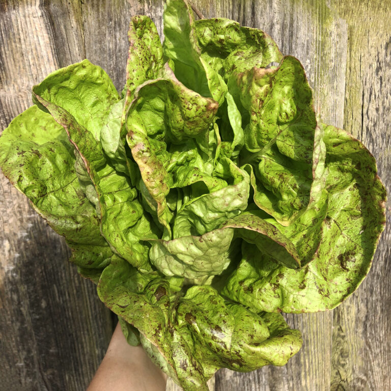 Lettuce Speckled Trout 2