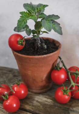 Micro Tomato Vilma cover square scaled 1