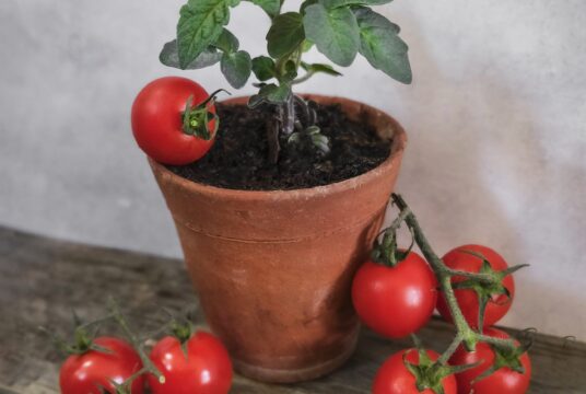 Micro Tomato Vilma cover square scaled 1