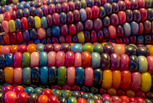 Corn Glass Gem cover Square 1