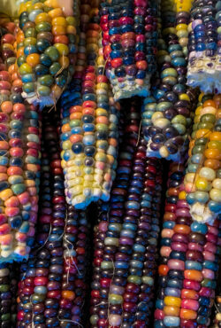 Corn Glass Gem Square LAH IMG_5010 copy