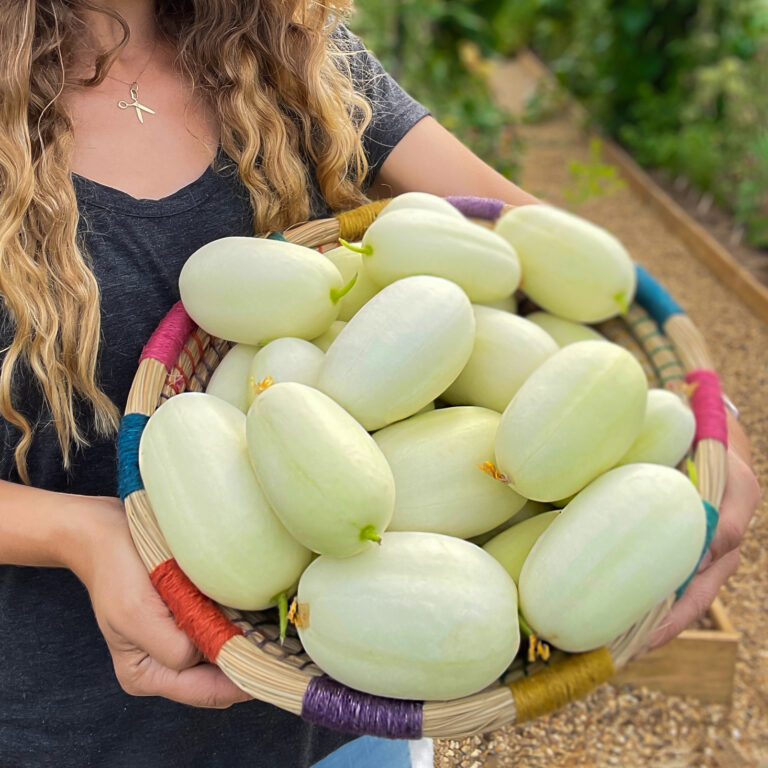 cucumber dragon's egg
