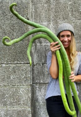 Cover Gourd Snake bean square copy scaled 1