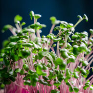Microgreens Red Cabbage cover shutterstock_2184164775 1 scaled 1