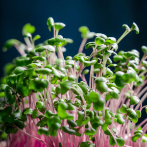 Microgreens Red Cabbage cover shutterstock_2184164775 1 scaled 1
