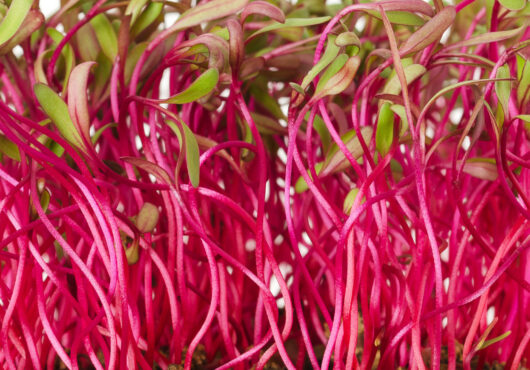 Microgreen Bulls Blood Beet cover shutterstock_700134346 scaled 1
