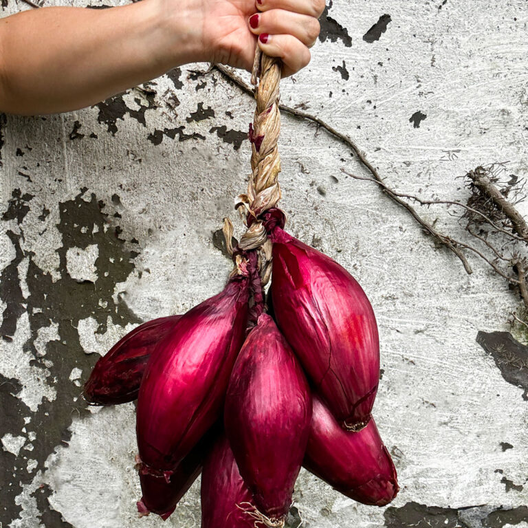 onion long red of florence