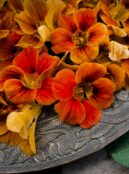 Nasturtium Tip Top Mahogany LAH web_DSF2778 scaled