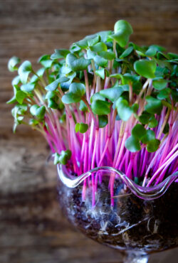 Microgreen Radish LAH 2024 web_DSF4306
