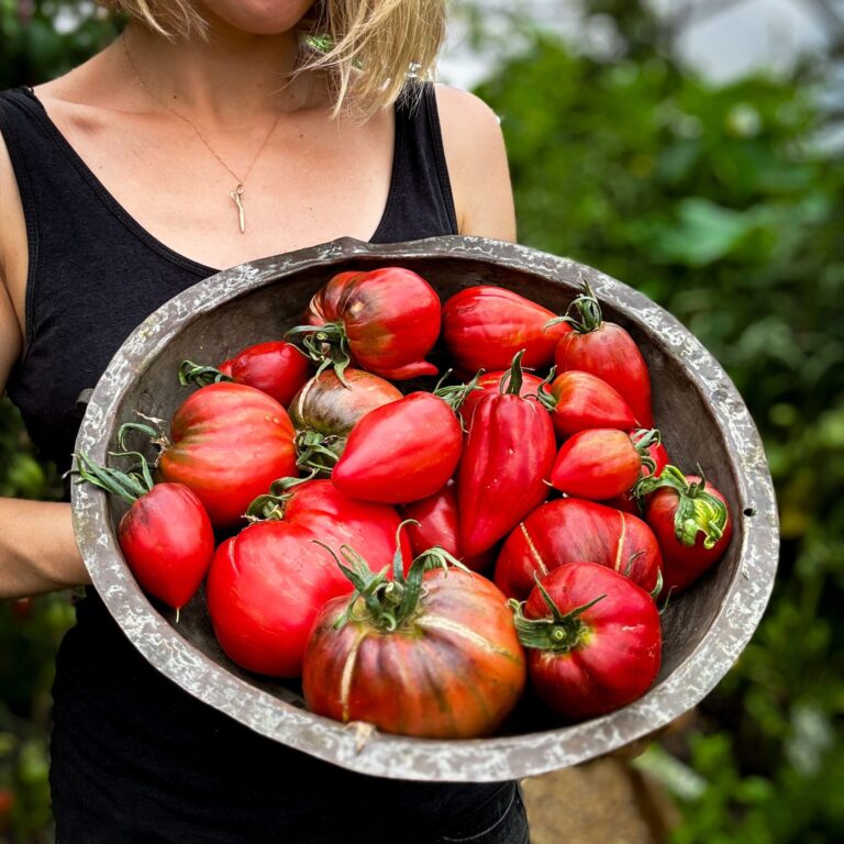 Tomato Crushed Heart LAH 2024 web IMG_4821 scaled
