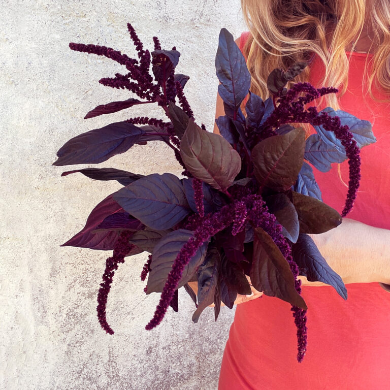 Cover Amaranth Marvel Bronze