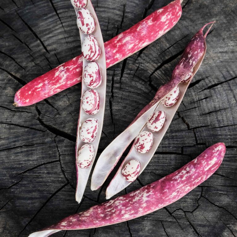 French Bean Firetongue LAH web _DSF2191 copy scaled