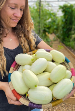 Cucumber Dragons Egg LAH just harvested copy