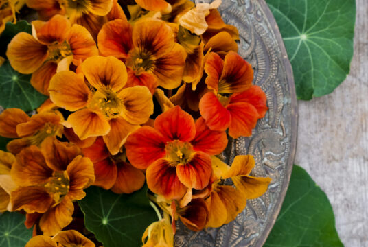 Nasturtium Tip Top Mahogany LAH _DSF2769 scaled 1