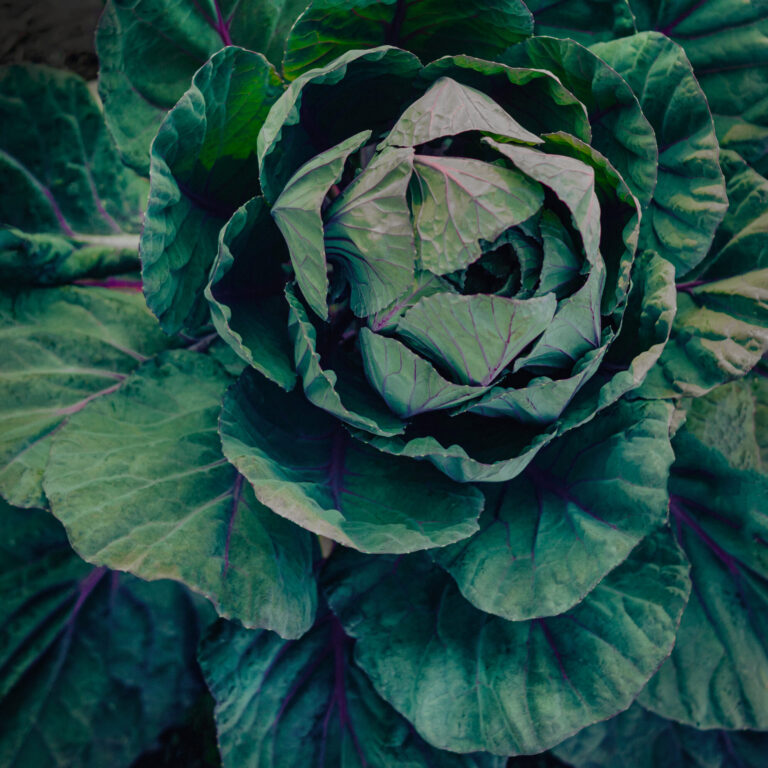 Cover Broccoli Bastard uMpTLmBabog unsplash Recovered 1 1 scaled 1