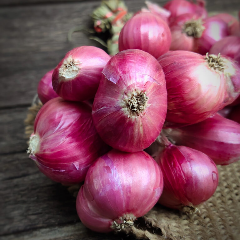 Onion Isobel Rose Cover shutterstock_1909570630