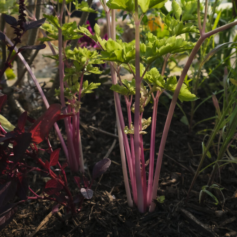Celery Chinese Pink LAH _DSF1395 scaled 1