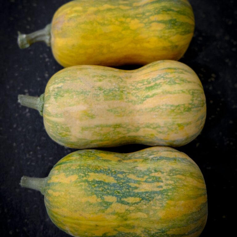 Butternut Honeynut LAH 2024 web _DSF4078 scaled