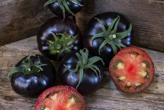 Tomato Black Beauty LAH 2024 web _DSF3447 scaled