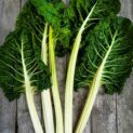 Swiss Chard Fordhook Giant LAH 2024 web IMG_5258 scaled