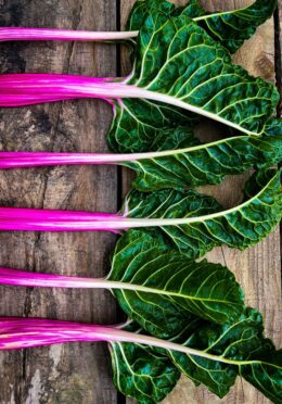 Cover Swiss Chard Peppermint web image00038 scaled