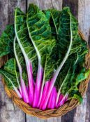 Swiss Chard