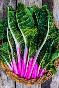 Swiss Chard