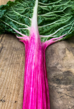 Swiss Chard Peppermint LAH 2022 web IMG_0168