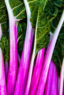 Swiss Chard Peppermint LAH 2023 web IMG_7880
