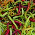 Sweet Pepper Spiralus LAH 2024 web _DSF3867 scaled