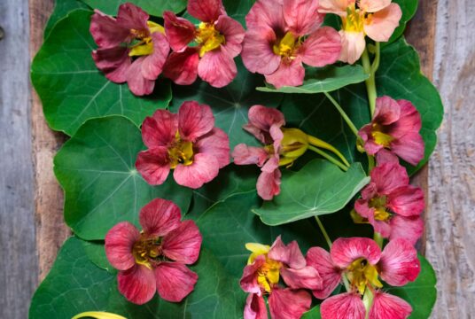 nasturtium purple emperor