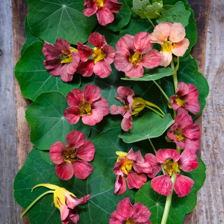 nasturtium purple emperor