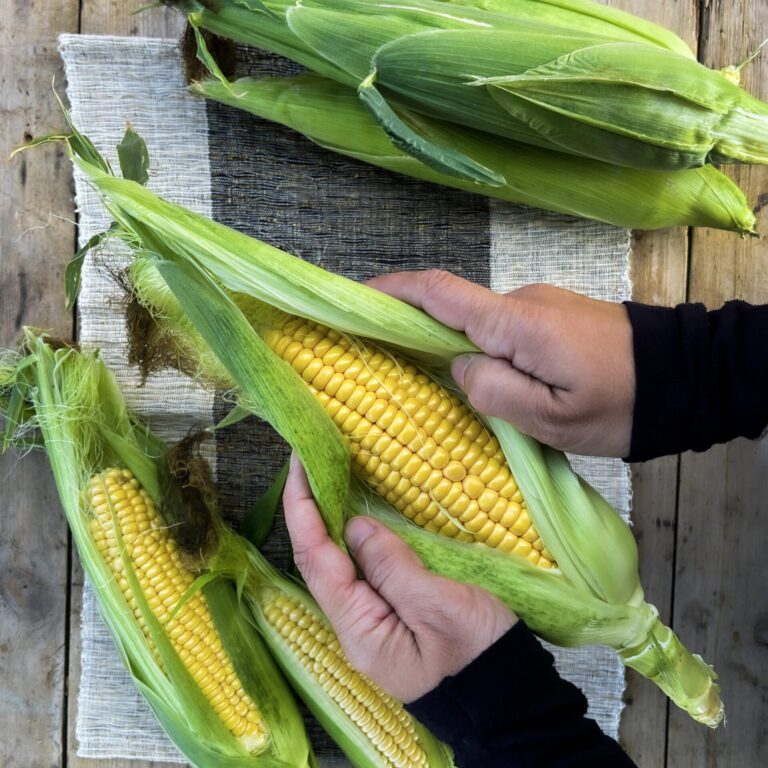 Corn Damaun LAH web opening husk scaled