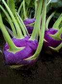 Kohl Rabi Dyna web