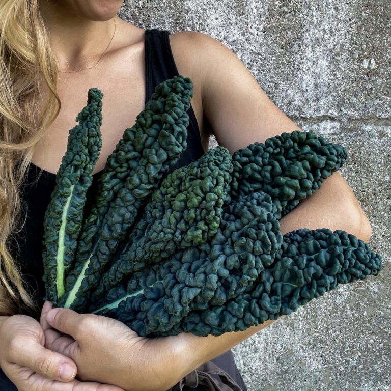 Cover Kale Prescoce Di Toscana web IMG_5382 scaled