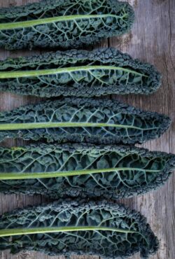 Kale precoce di toscana web DSF2361 copy scaled
