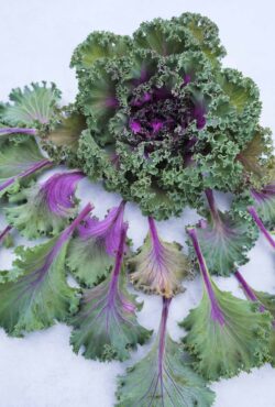Kale LAH web _DSF1742 scaled