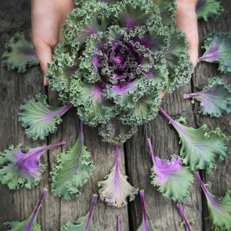 Kale LAH web_DSF1729 scaled