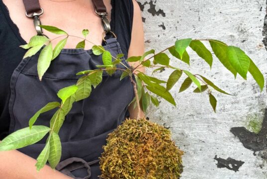 Edible Tree Beef Onion LAH 2024 web IMG_4380 scaled