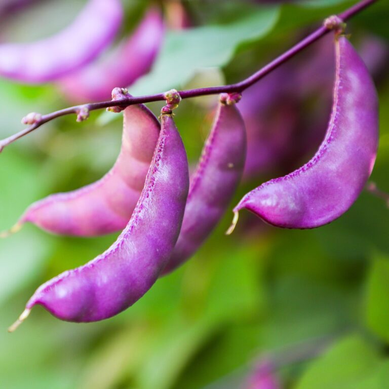 web shutterstock_1258009522 scaled