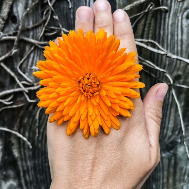 Calendula Orange King LAH web IMG_8657 scaled