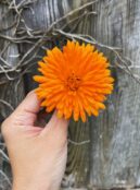 Calendula Orange King LAH web IMG_8658 scaled